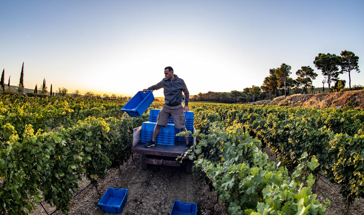 Vignoble de Gaillac
