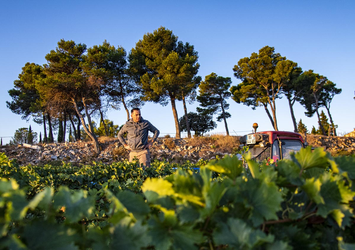 Vendanges dans le Sud-Ouest