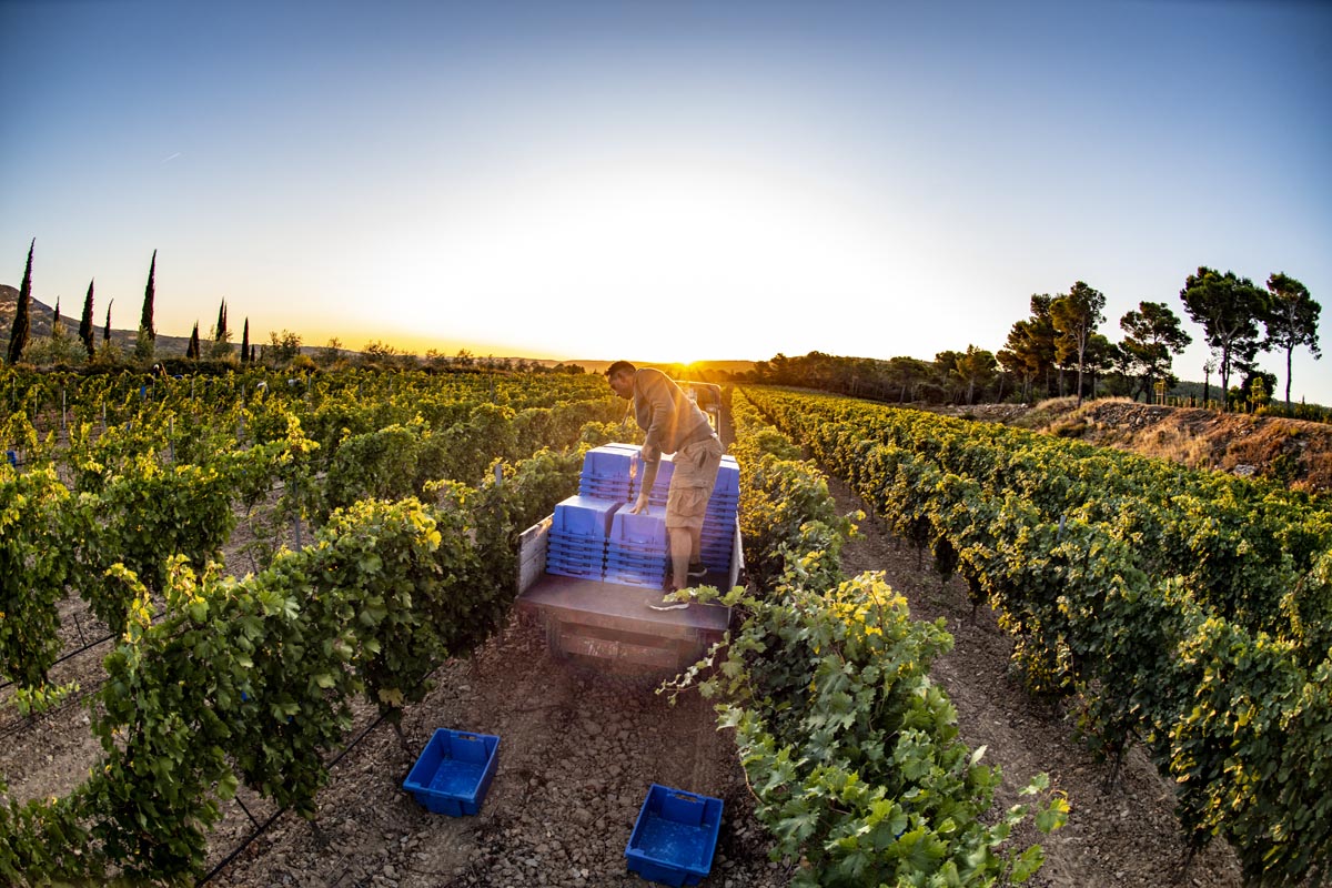 Vignes méditerranéennes