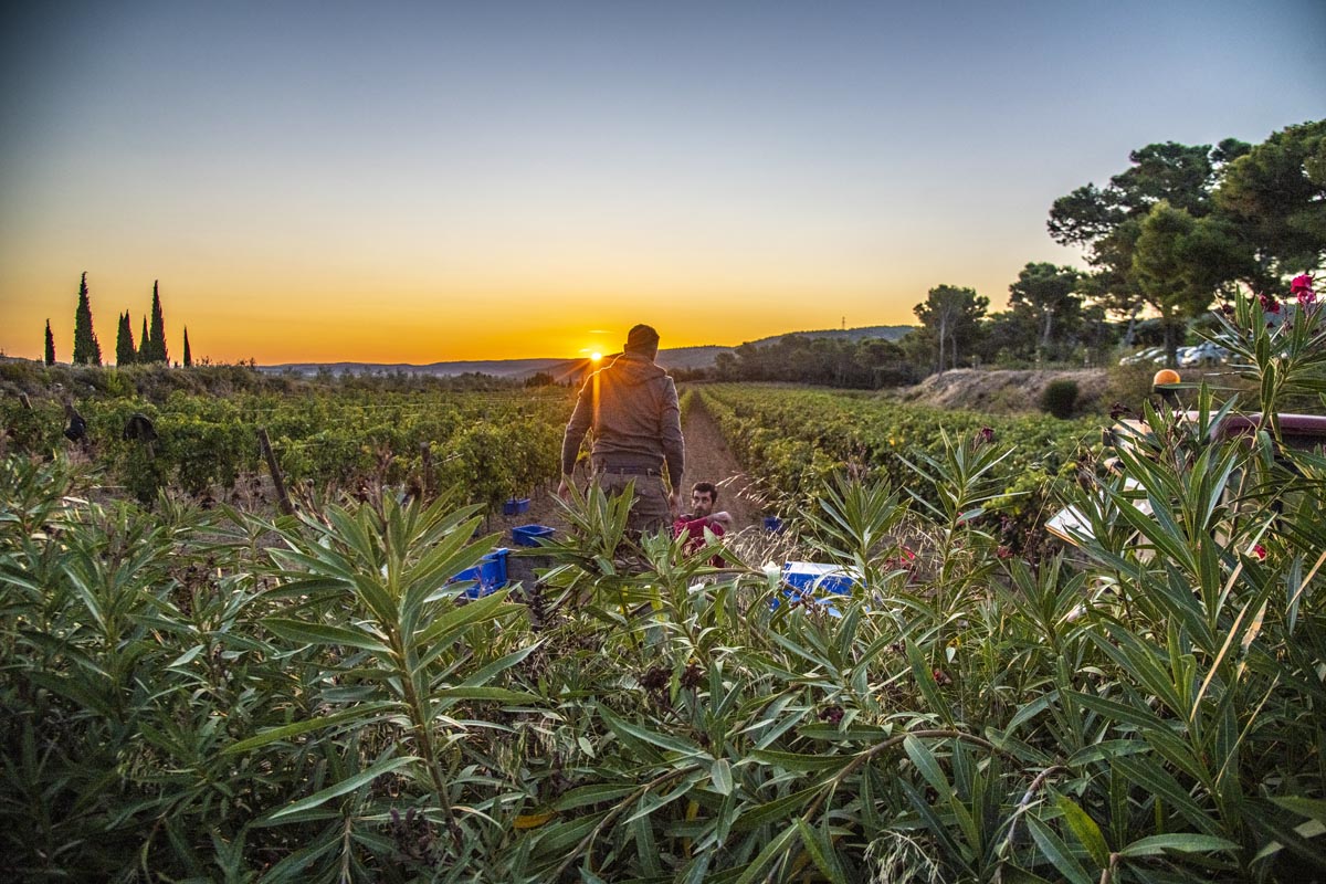 Vendanges en appellation