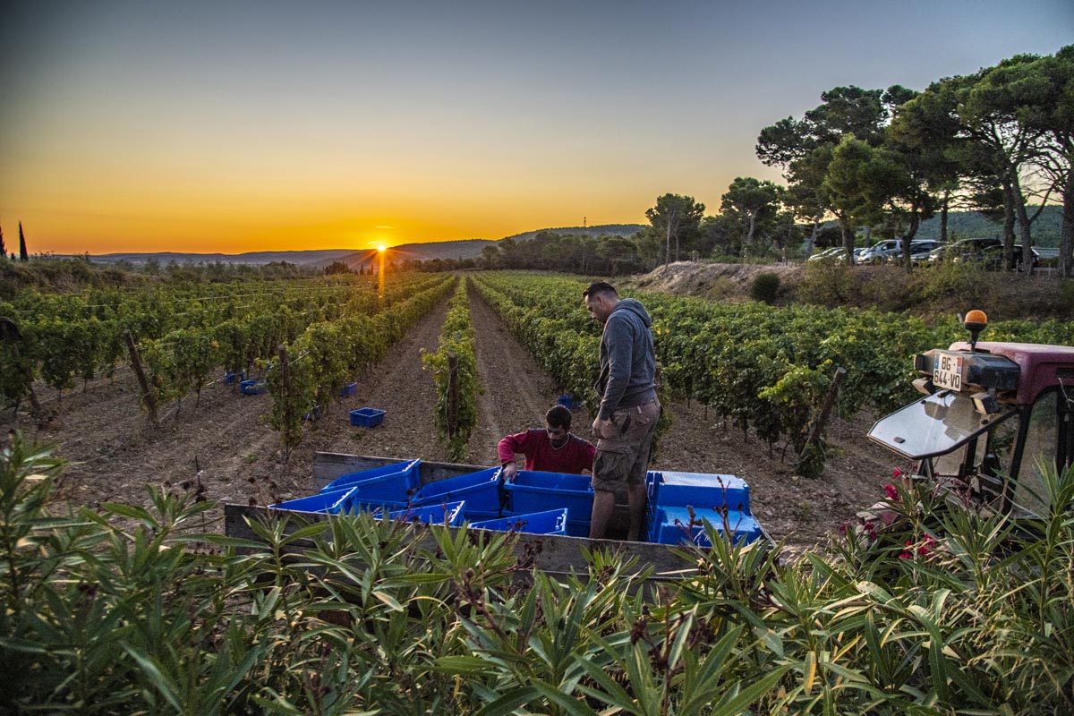 Vendanges